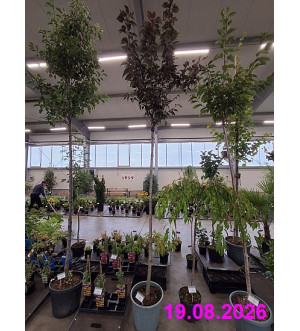 Prunus serr. 'Royal Burgundy' C 30 L